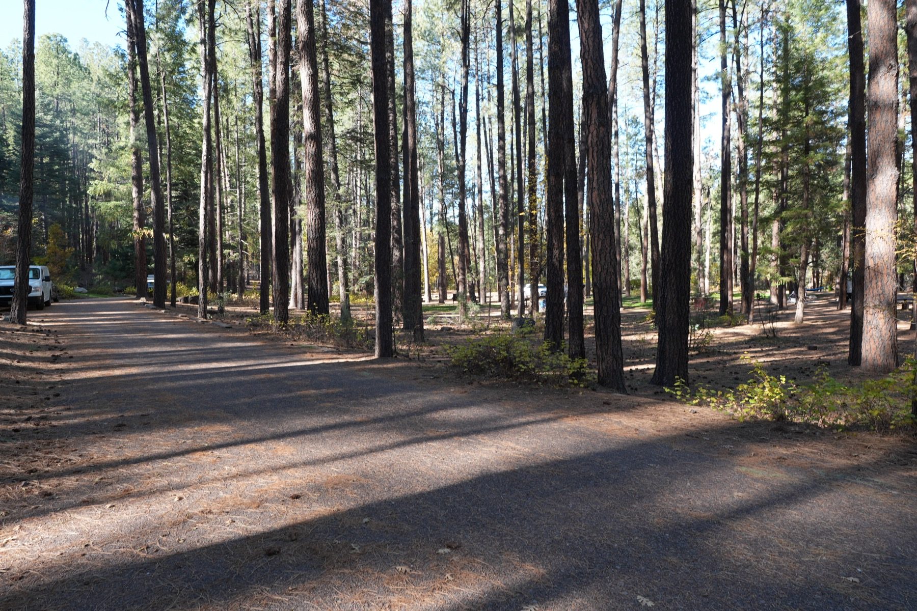 Chris Follin's van positioned inside a real wooded campsite