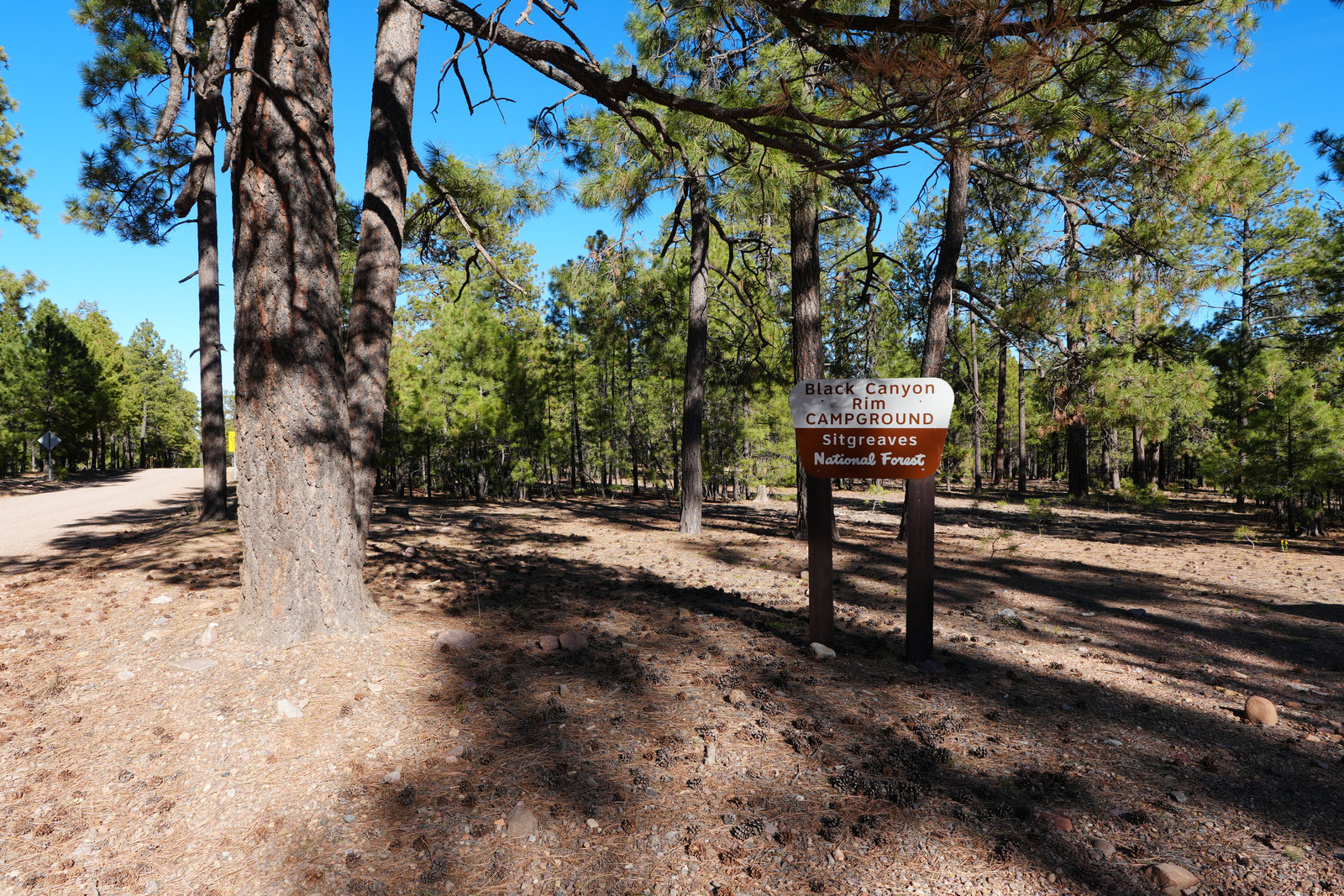 Black Canyon Rim Campground in tall pines on the Mogollon Rim