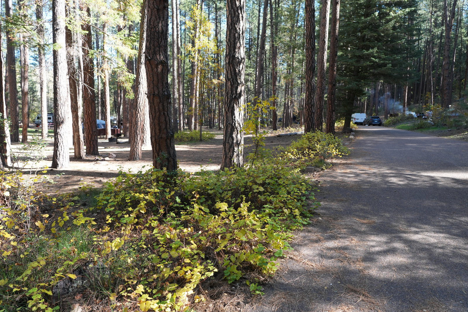 Creekside site at Christopher Creek Campground