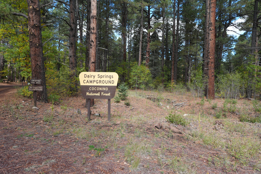 Dairy Springs Campground under tall pines near Mormon Lake