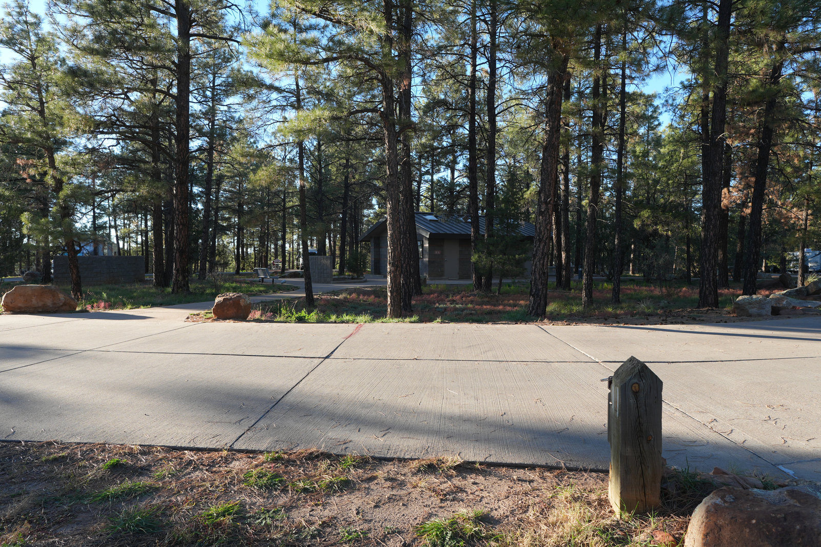 Fool Hollow Lake shoreline in tall pines