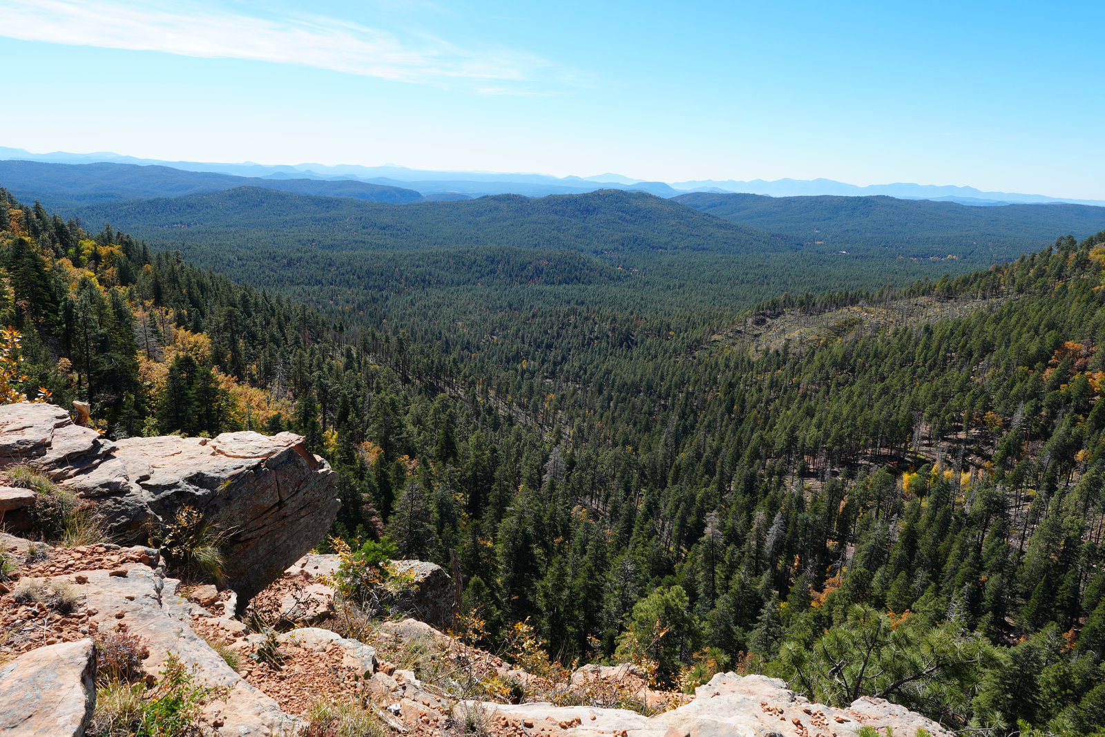 FR 171 dispersed campsite in pines