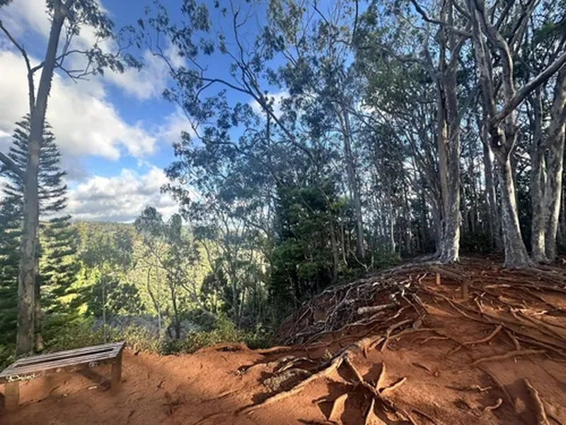 Forest campsite at Keaīwa Heiau State Recreation Area
