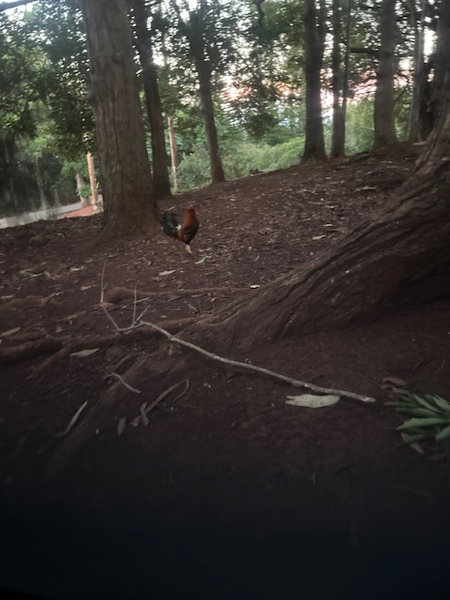 Trailhead to ʻAiea Loop