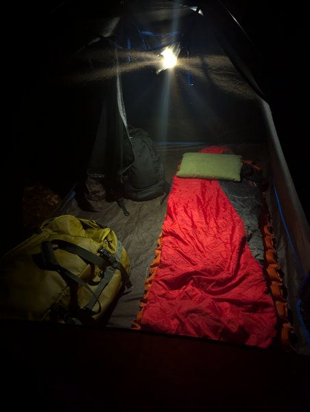 Filtered light through the canopy