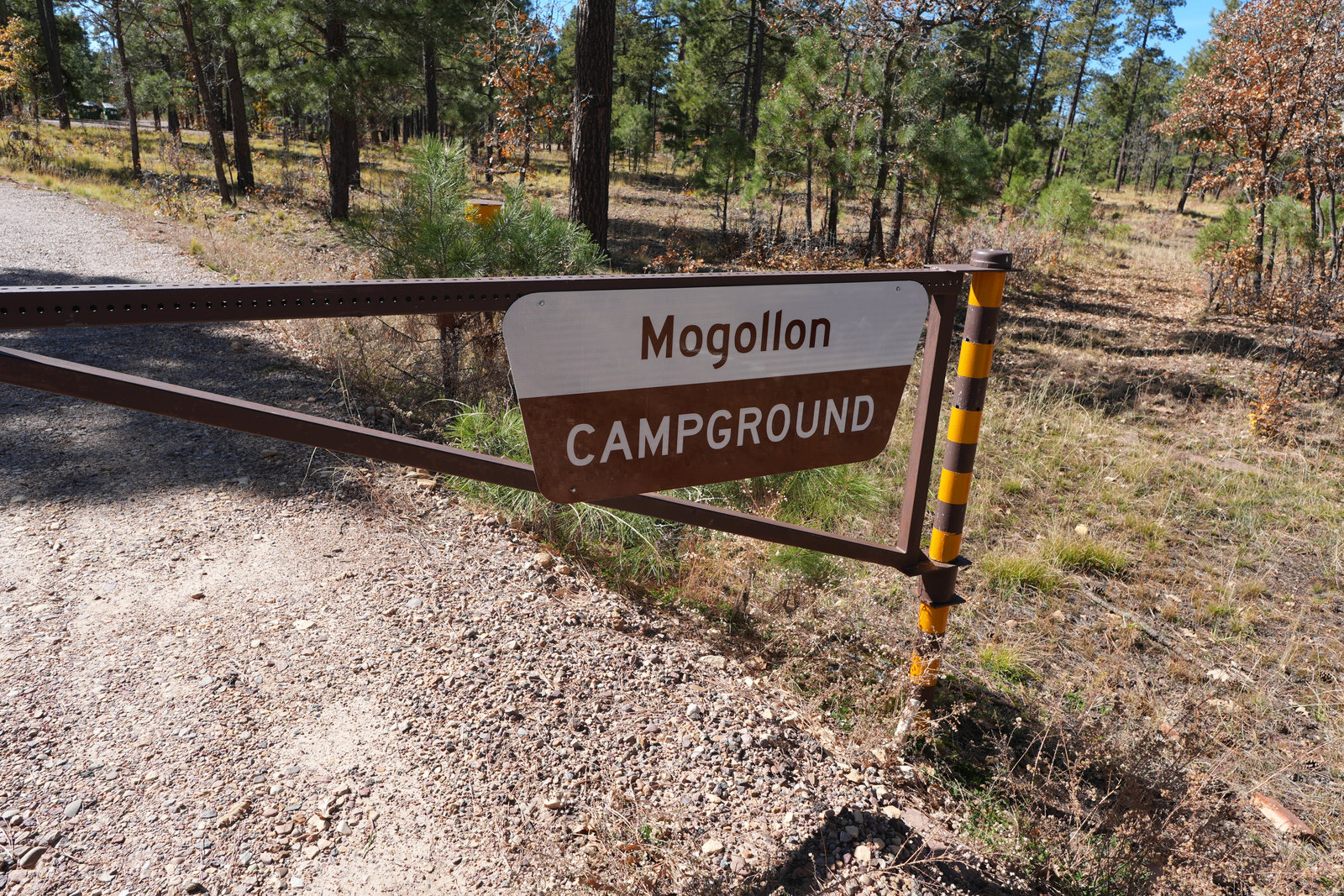 Mogollon Campground among tall pines
